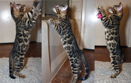Bengal Cat